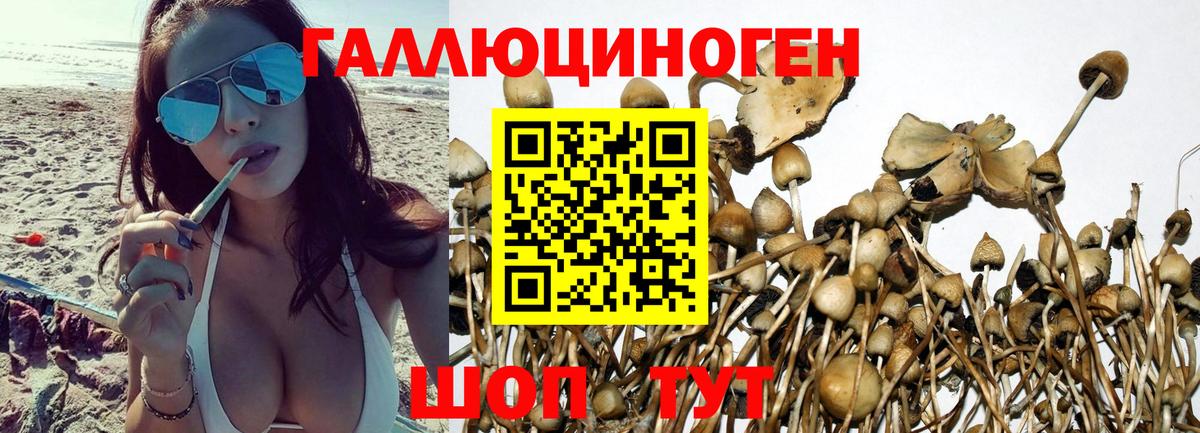 Унеча  Галлюциногенные грибы Cubensis  Вход с VPN 